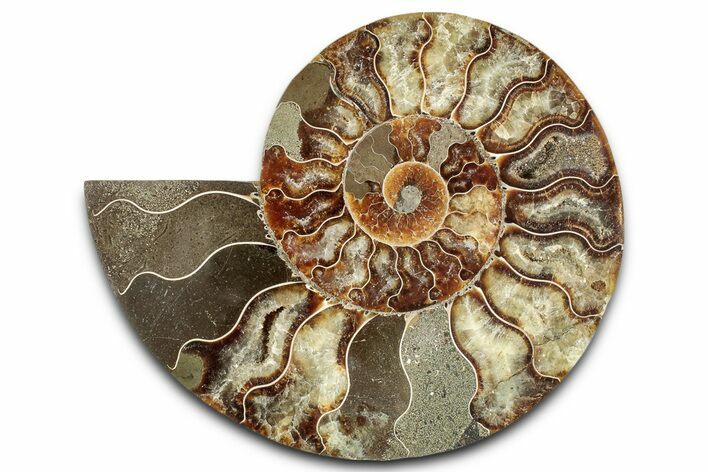 Cut & Polished Ammonite Fossil (Half) - Madagascar #359550